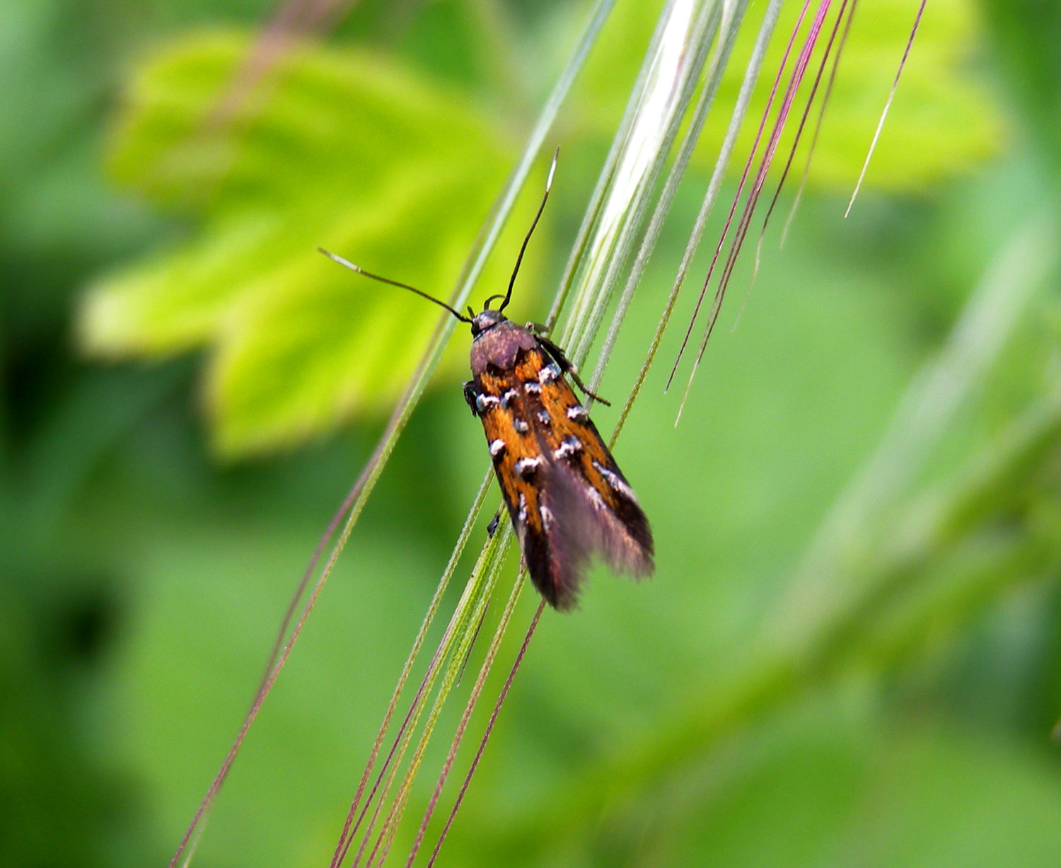 Ancora Tortricidae